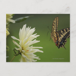 Frack aus der alten Welt Postkarte