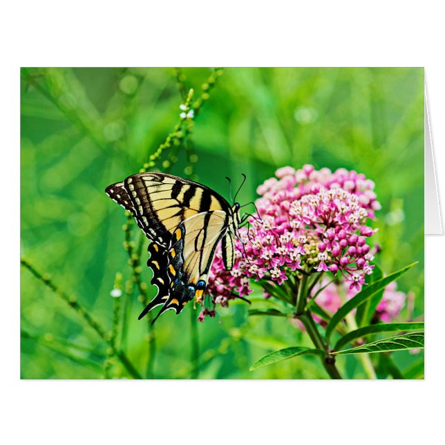 Frack Butterfly (Vorderseite (Horizontal))