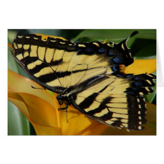 Frack Butterfly
