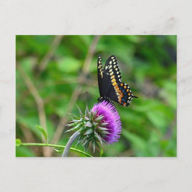 Frack Butterfly and Thistle Postkarte (Vorderseite)