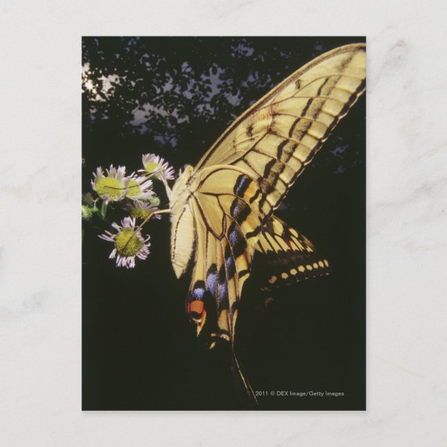 Frack Butterfly auf Blume, nah Postkarte (Vorderseite)