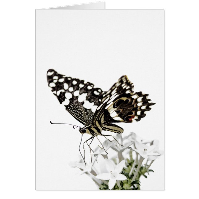 Frack Butterfly Bleich weiß (Vorne)