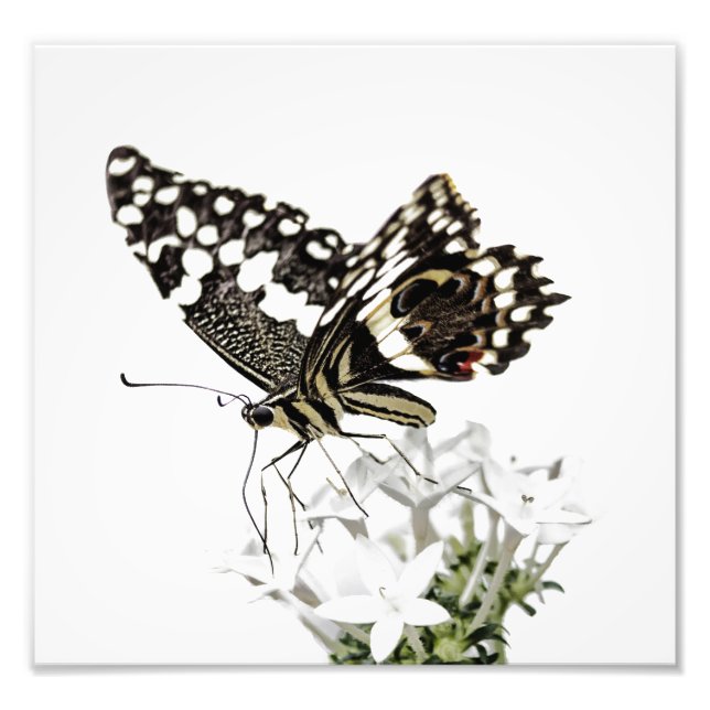 Frack Butterfly Bleich weiß Fotodruck (Vorne)