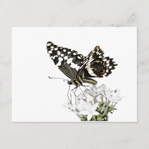 Frack Butterfly Bleich weiß Postkarte