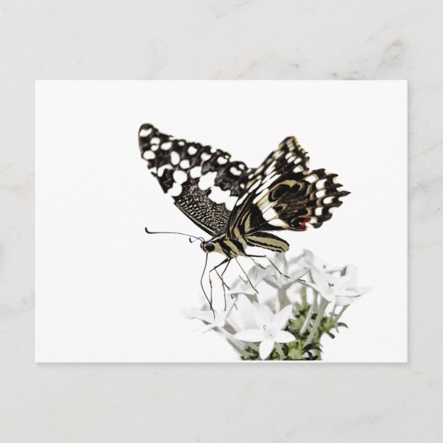 Frack Butterfly Bleich weiß Postkarte (Vorderseite)