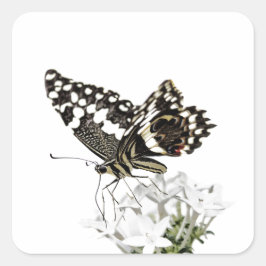 Frack Butterfly Bleich weiß Quadratischer Aufkleber