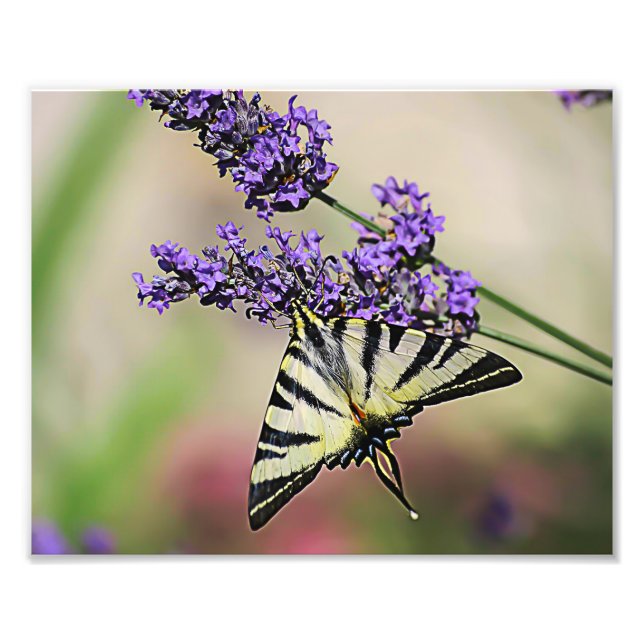 Frack Butterfly Foto (Vorne)