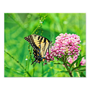 Frack Butterfly Fotodruck