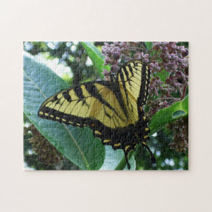 Frack Butterfly I auf Milkweed in Shenandoah