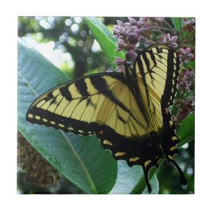 Frack Butterfly I auf Milkweed in Shenandoah Fliese