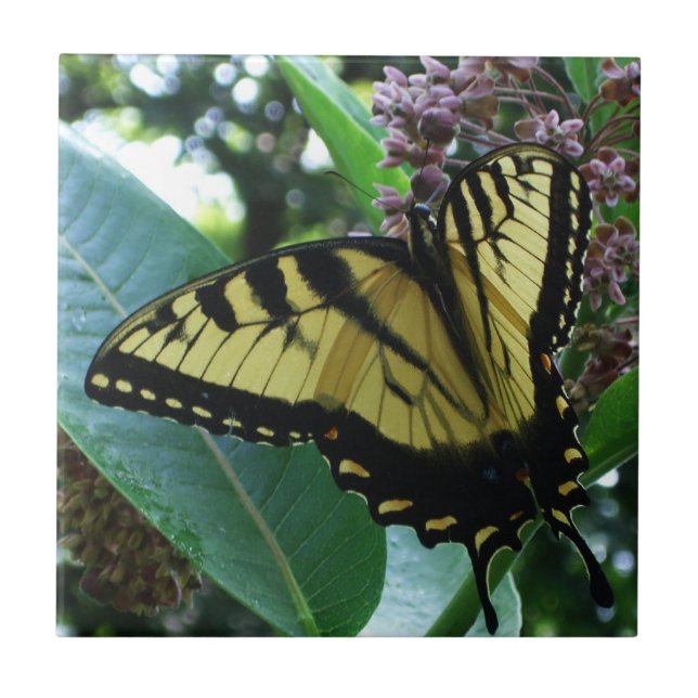 Frack Butterfly I auf Milkweed in Shenandoah Fliese (Vorderseite)