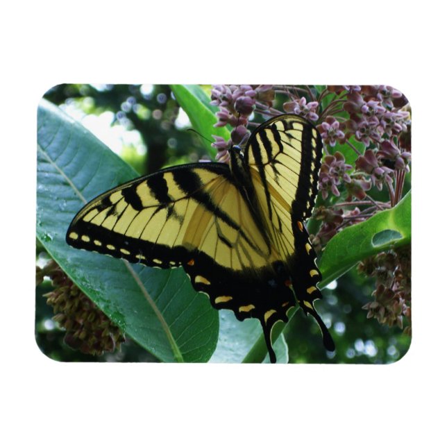 Frack Butterfly I auf Milkweed in Shenandoah Magnet (Horizontal)