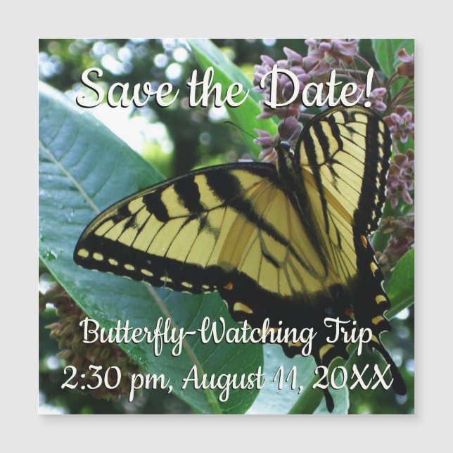 Frack Butterfly I auf Milkweed in Shenandoah Magnetkarte (Vorderseite)