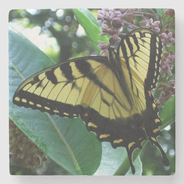 Frack Butterfly I auf Milkweed in Shenandoah Steinuntersetzer (Vorderseite)