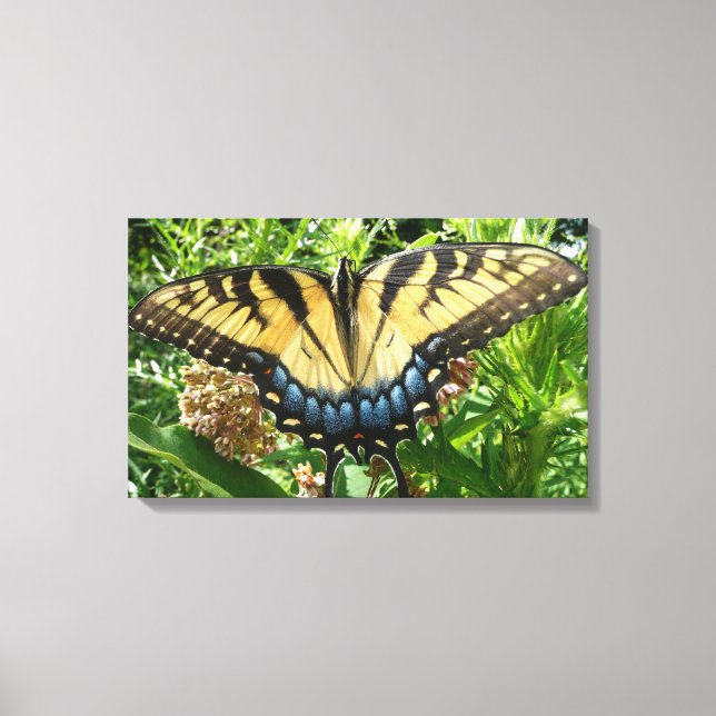 Frack Butterfly II in Shenandoah Leinwanddruck (Vorderseite)