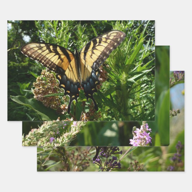 Frack Butterfly III Schönes farbiges Foto Geschenkpapier Set (Set)