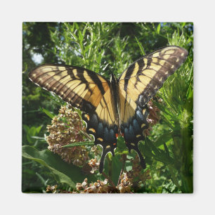 Frack Butterfly III Schönes farbiges Foto Magnet
