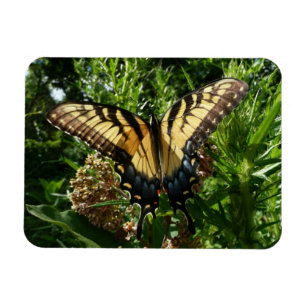 Frack Butterfly III Schönes farbiges Foto Magnet