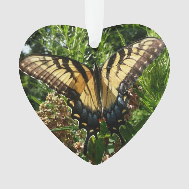 Frack Butterfly III Schönes farbiges Foto Ornament (Vorderseite)