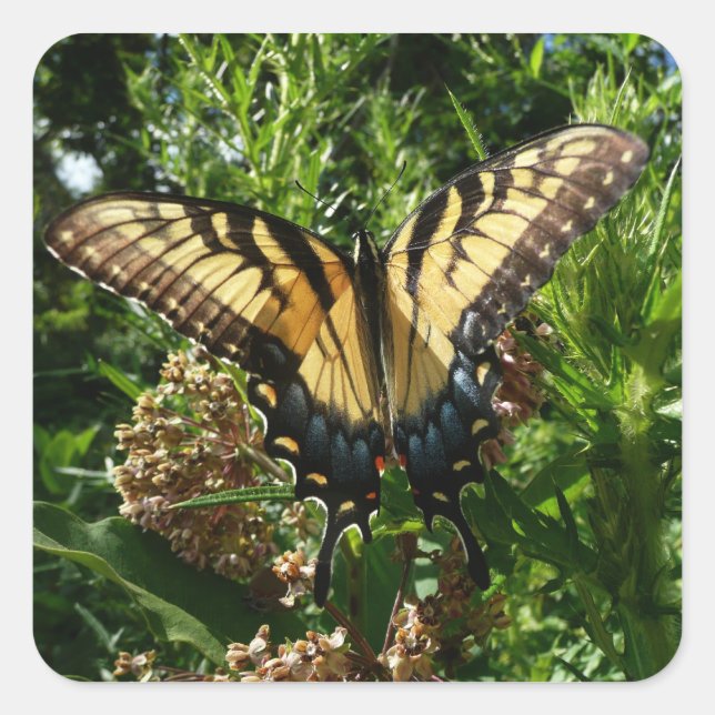 Frack Butterfly III Schönes farbiges Foto Quadratischer Aufkleber (Vorderseite)