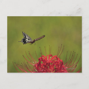 Frack Butterfly in der Nähe der Blume, Chiba Postkarte