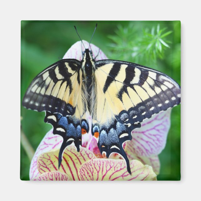 Frack Butterfly Magnet (Vorne)