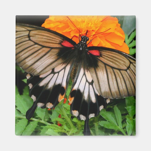 Frack Butterfly Magnet (Vorne)