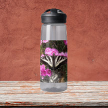 Frack Butterfly Nature Foto