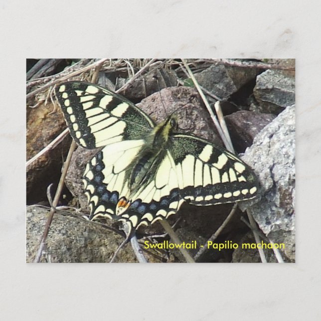 Frack Butterfly Postkarte (Vorderseite)