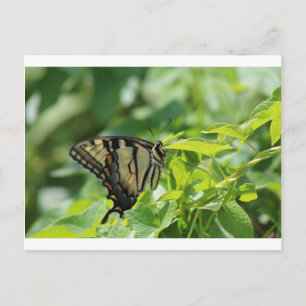 Frack Butterfly Postkarte