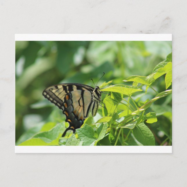 Frack Butterfly Postkarte (Vorderseite)
