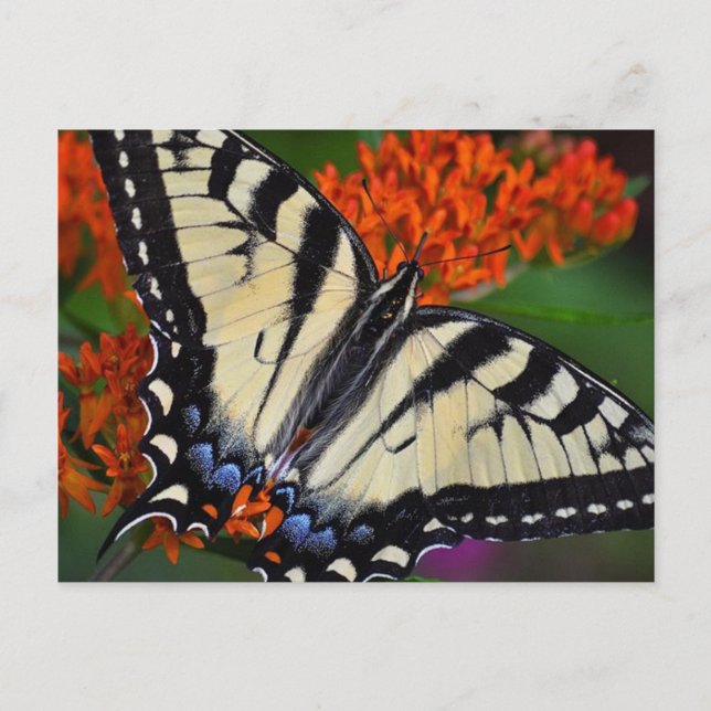 Frack Butterfly Postkarte (Vorderseite)