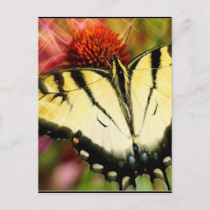 Frack Butterfly Postkarte
