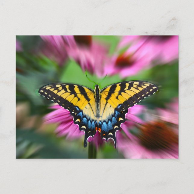 Frack Butterfly Postkarte (Vorderseite)