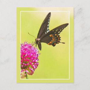 Frack Butterfly Postkarte