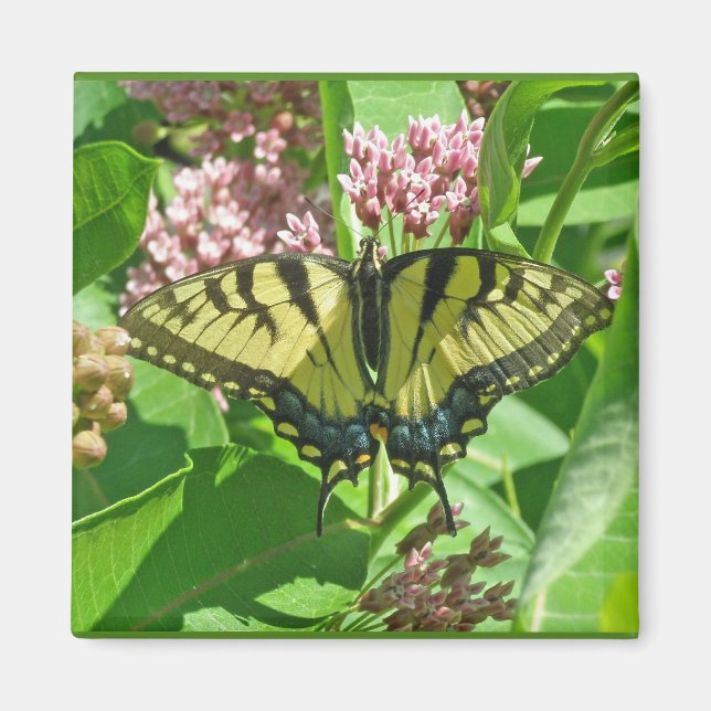 Frack Butterfly Series of Eastern Tiger Magnet (Vorne)