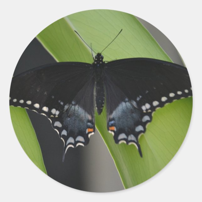 Frack Butterfly Sticker (Vorderseite)