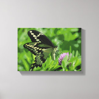 Frack Butterfly Stretched Canvas Print Leinwanddruck