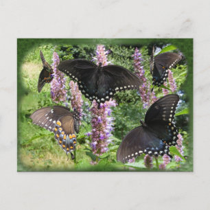 Frack Collage 2 ~ Postkarte
