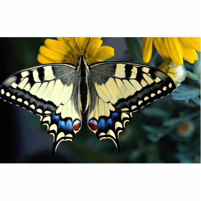 Frack, Papilio machaon Freistehende Fotoskulptur (Vorne)