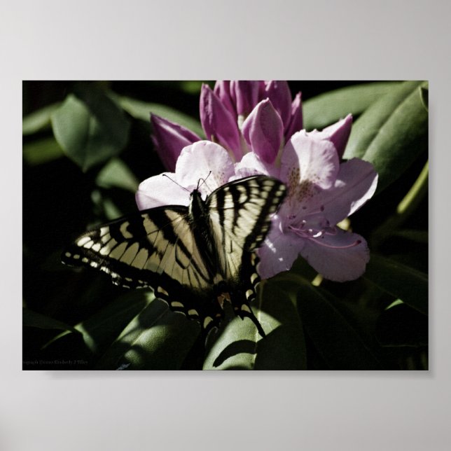 Frack & Rhododendron Print Poster (Vorne)