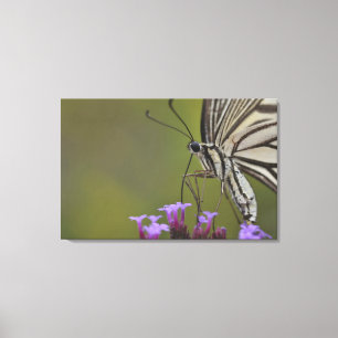 Frack-Schmetterling auf Blume, Chiba Leinwanddruck