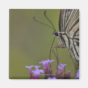 Frack-Schmetterling auf Blume, Chiba Magnet