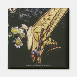 Frack-Schmetterling auf Blume, nahes hohes Magnet