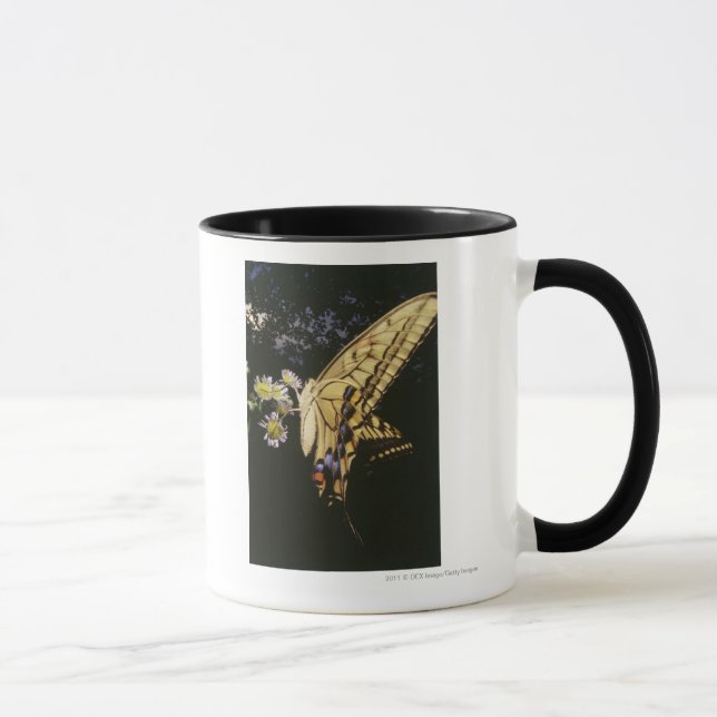 Frack-Schmetterling auf Blume, nahes hohes Tasse (Rechts)