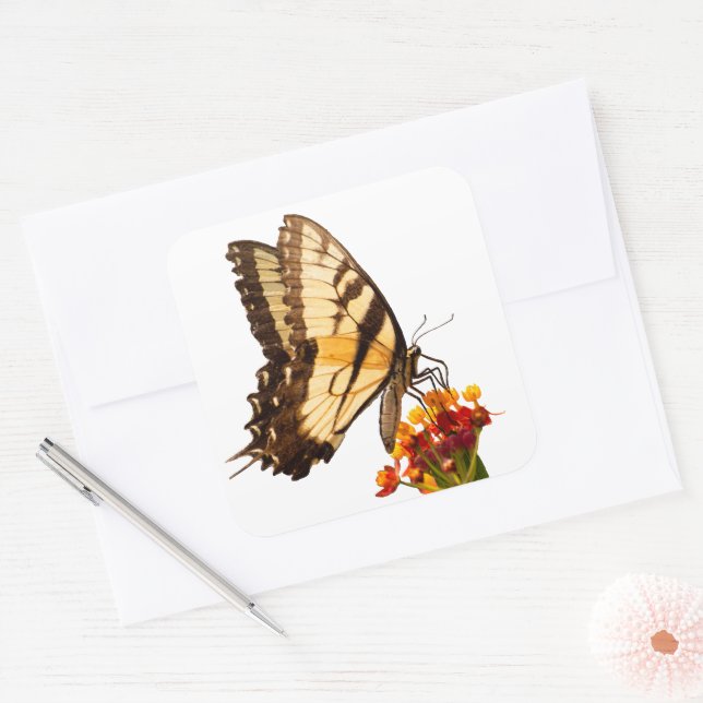 Frack-Schmetterling auf Milchkraut-Blume Quadratischer Aufkleber (Umschlag)