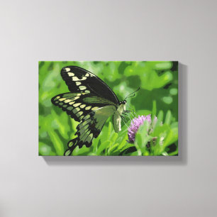 Frack-Schmetterling dehnte Leinwand-Druck aus Leinwanddruck