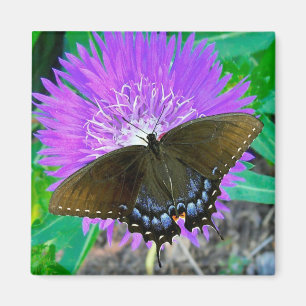 Frack-Schmetterling, lila Elf-Blumen-Magnet Magnet