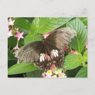 Frack Schmetterling Makro Postkarte