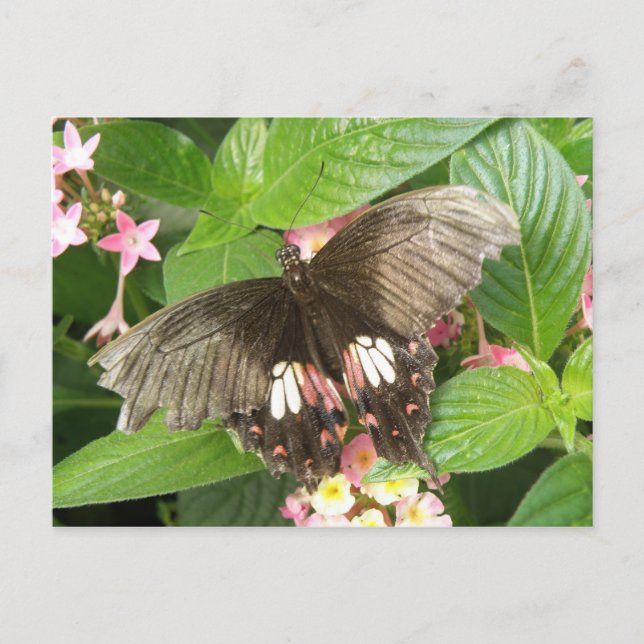 Frack Schmetterling Makro Postkarte (Vorderseite)